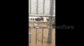 广州:暴雨洪涝之后 老鼠全家登高避险