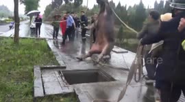 Firefighters rescue pregnant cow trapped in well