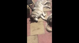 Snow dogs sun bathing