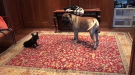 Hilarious interaction between massive bull mastiff and French bulldog puppy