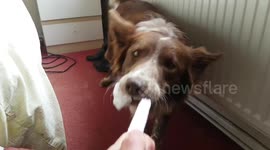 Dog wont give sock back