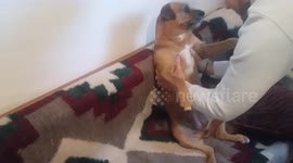DOG LOVES MASAZ