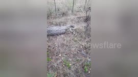 Man tries to catch huge snake with huge meal inside it