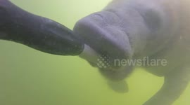 Thirsty manatee enjoys a drink of fresh water