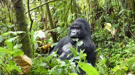 Silverback Mountain Gorilla in the Wild in Uganda