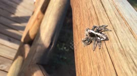 Big South African Spider