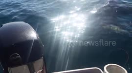 5m Great White Shark Video Perth Western Australia