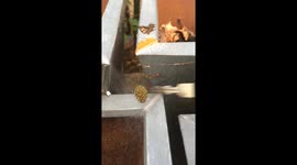 Spider nest