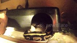 Ball Python strike in slowmotion