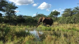 Very big elephant drinking water at a waterhole in Kruger Park