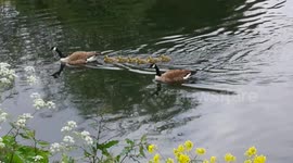 Cute goslings demonstrate the fine art of slipstreaming