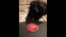 Penny the pup spinning a finger spinner-latest gadget