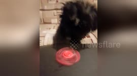Newsflare Edit - Penny the pup spinning a finger spinner-latest gadget