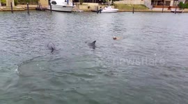 Braandi the dog loves to swim with dolphins