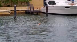 Braandi the Dog swims with dolphins - Mandurah Canal part 3