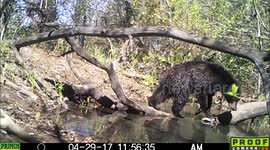 bears cold water April  2017