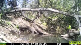 bear blond move camera 2May2017