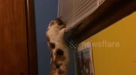 Funny Kitten and Blinds