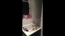 Husky tantrum in the bath