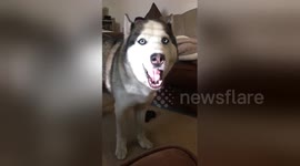 Cute husky says 'I love you'
