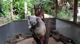 Koala cuddles
