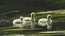 Cute Canada goose chicks play on the river
