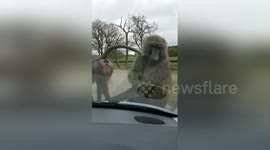 Baboon 'wrecks' car at Knowsley Safari Park