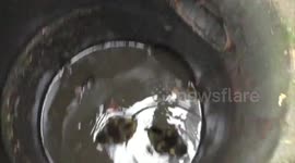 Hero rescues ducklings from drain with SAUCEPAN.