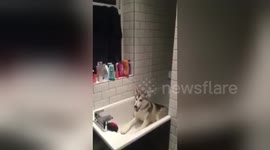 Obstinate husky stages protest from bathtub