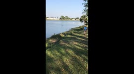 'Protective' mother duck chases toddler away from her duckling