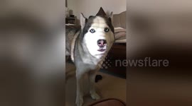 Cute husky says 'I love you'