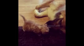 Tiny Kitten Adores His Giant Dog Foster Daddy