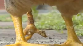 Hen born with three legs in southern China