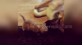 Newsflare Edit - Tiny Kitten Adores His Giant Dog Foster Daddy
