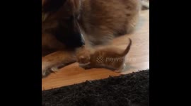 Tiny Orphan Kitten Adores His Giant Dog Foster Daddy