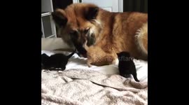 Gentle Giant Loves His Tiny Adopted Kittens
