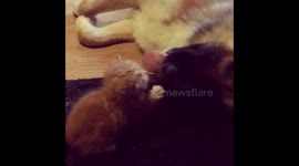 This tiny kitten absolutely loves his dog foster dad