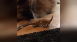 Newsflare Edit - Tiny Orphan Kitten Adores His Giant Dog Foster Daddy