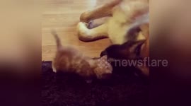 Newsflare Edit - Tiny Kitten Loves His Giant Dog Foster Daddy