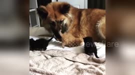 Newsflare Edit - Gentle Giant Loves His Tiny Adopted Kittens