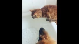 Curious cat decides to see what bubbles feel like, hates it