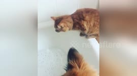 Newsflare Edit - Curious Cat Gets Too Close To Bubbles