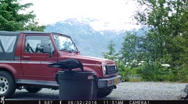 Clever raven figures out how to open bin to feed