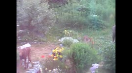 Moose and twins in garden, Haines Alaska