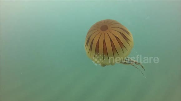 Compass jellyfish spotted in Cornwall