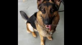 German Shepherd Eating a Puppuccino from Starbucks