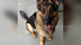 Newsflare Edit - German Shepherd Eating a Puppuccino from Starbucks
