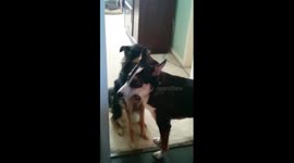 SADIE AND JACKSON PUPPY LOVE    (SPOOF)