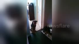Newsflare Edit - SADIE AND JACKSON PUPPY LOVE    (SPOOF)
