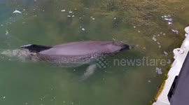 Dolphin at front of my house in Mandurah Canal